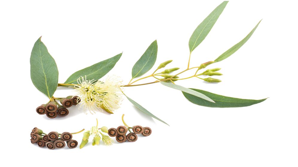 Eukaliptoa Hondrolife-en